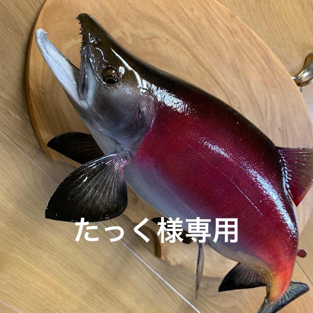 魚類剥製工房エフクラフト　晩秋の幅広セッパリヒメマス雄37センチ位 最終形態