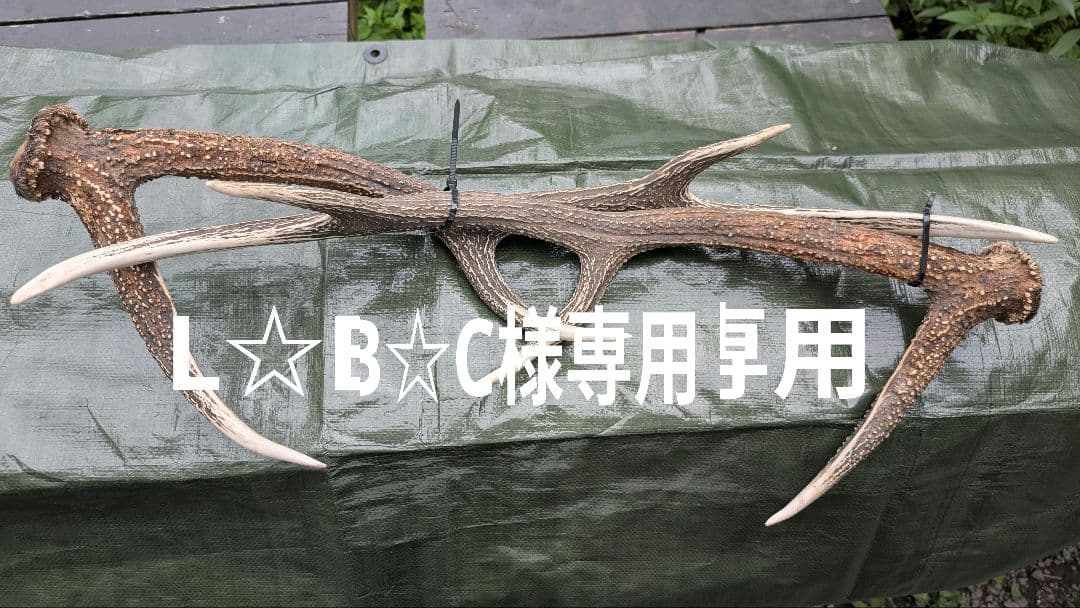 L☆B☆C　蝦夷鹿の大角１対