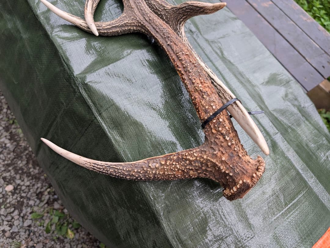 L☆B☆C　蝦夷鹿の大角１対