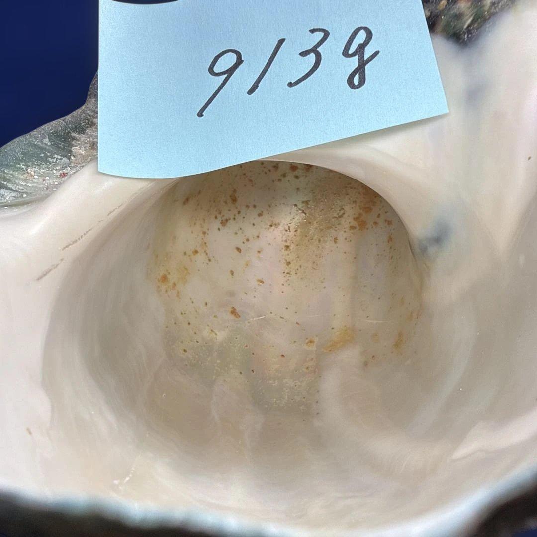 夜光貝　ヤコウ貝　まとめ売り　16個　18、6kg アクセサリー　ルアー