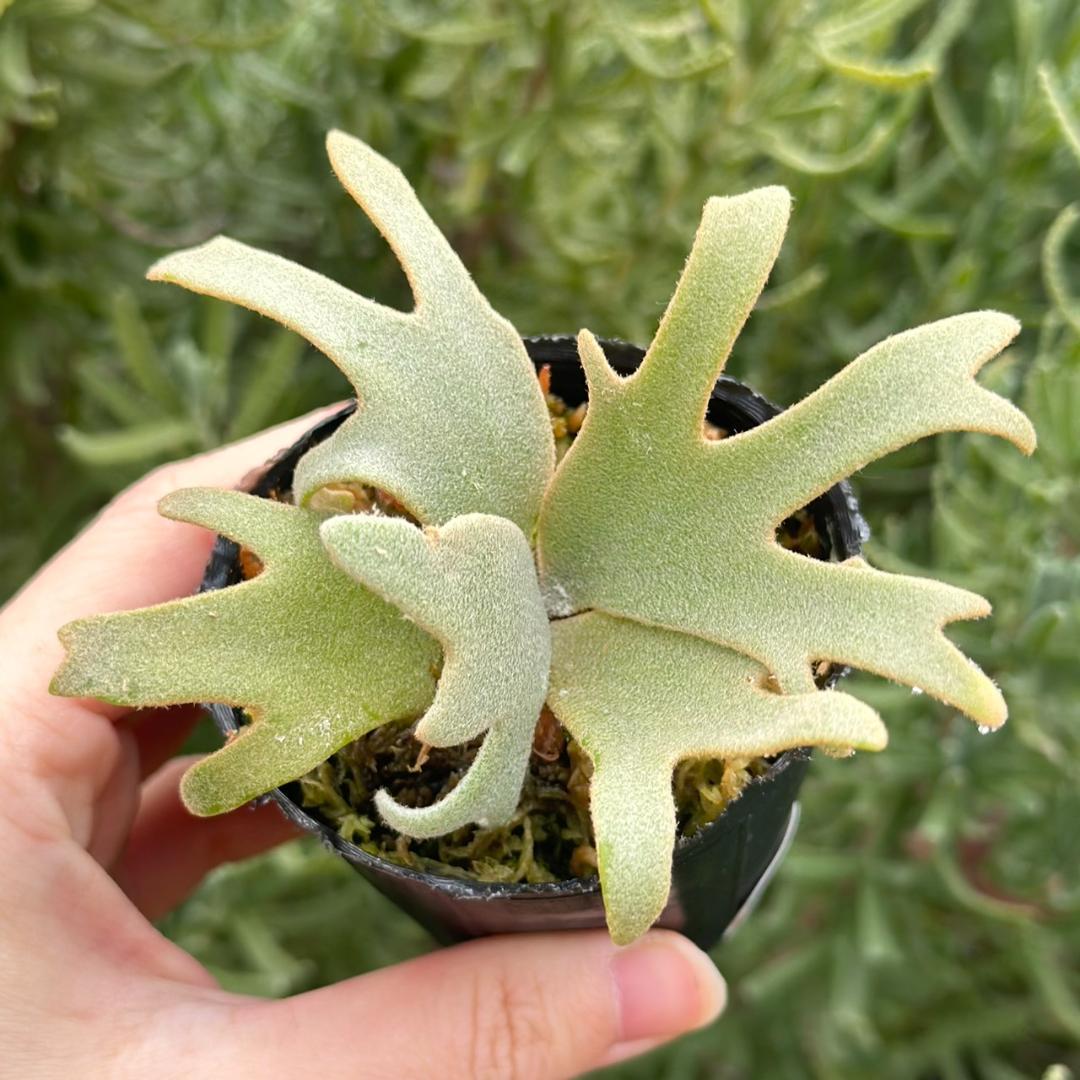 P. willinckii ’Jenny’ TC 211