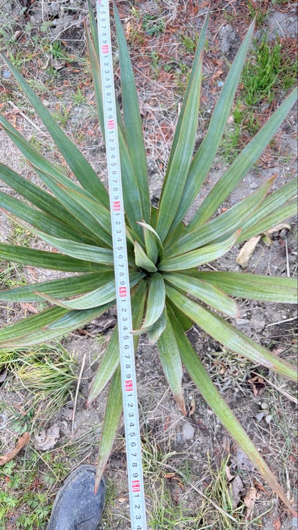 15 ユッカ　グロリオサ　抜き苗　Yucca gloriosa