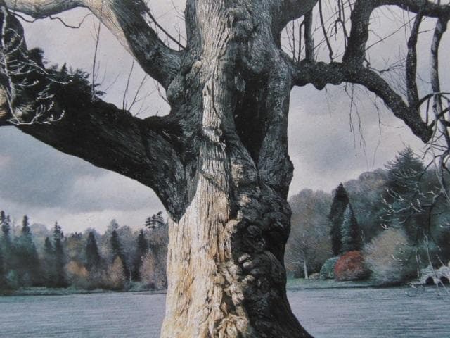 原雅幸、【Owlの樹】、希少な大判額装用画集より、美品、日本人画家