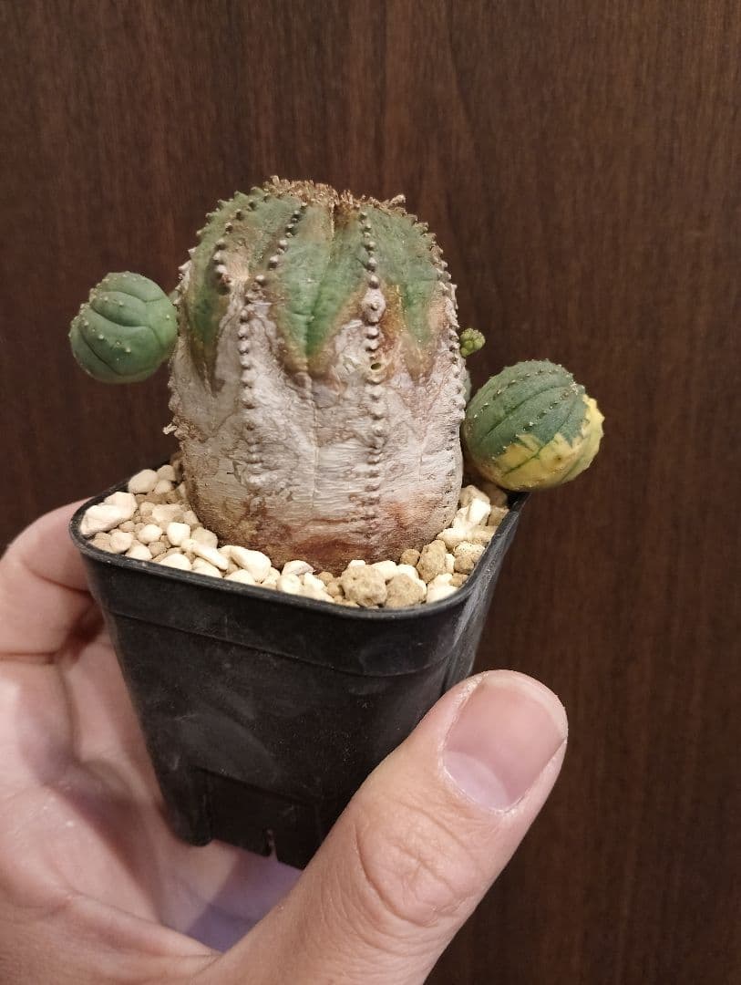 希少 木質化 ユーフォルビア オベサ 斑入り子株付き