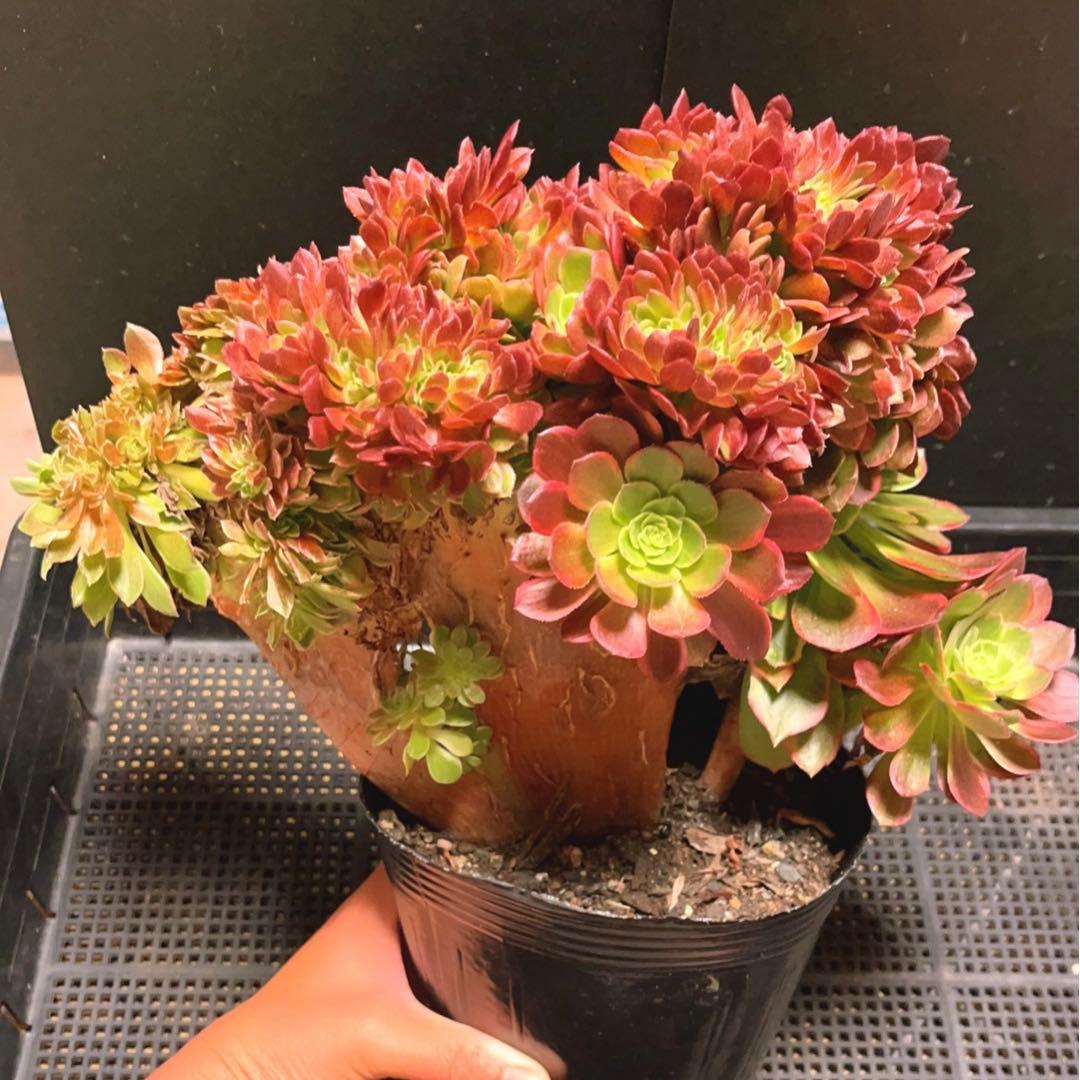 96#多肉植物アエオニウム錦❤️ ハロウィンイエロー錦セッカ ❤️34cm拔き苗