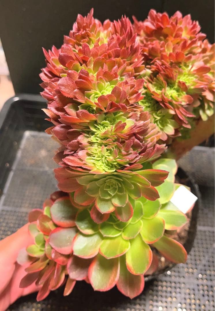 96#多肉植物アエオニウム錦❤️ ハロウィンイエロー錦セッカ ❤️34cm拔き苗