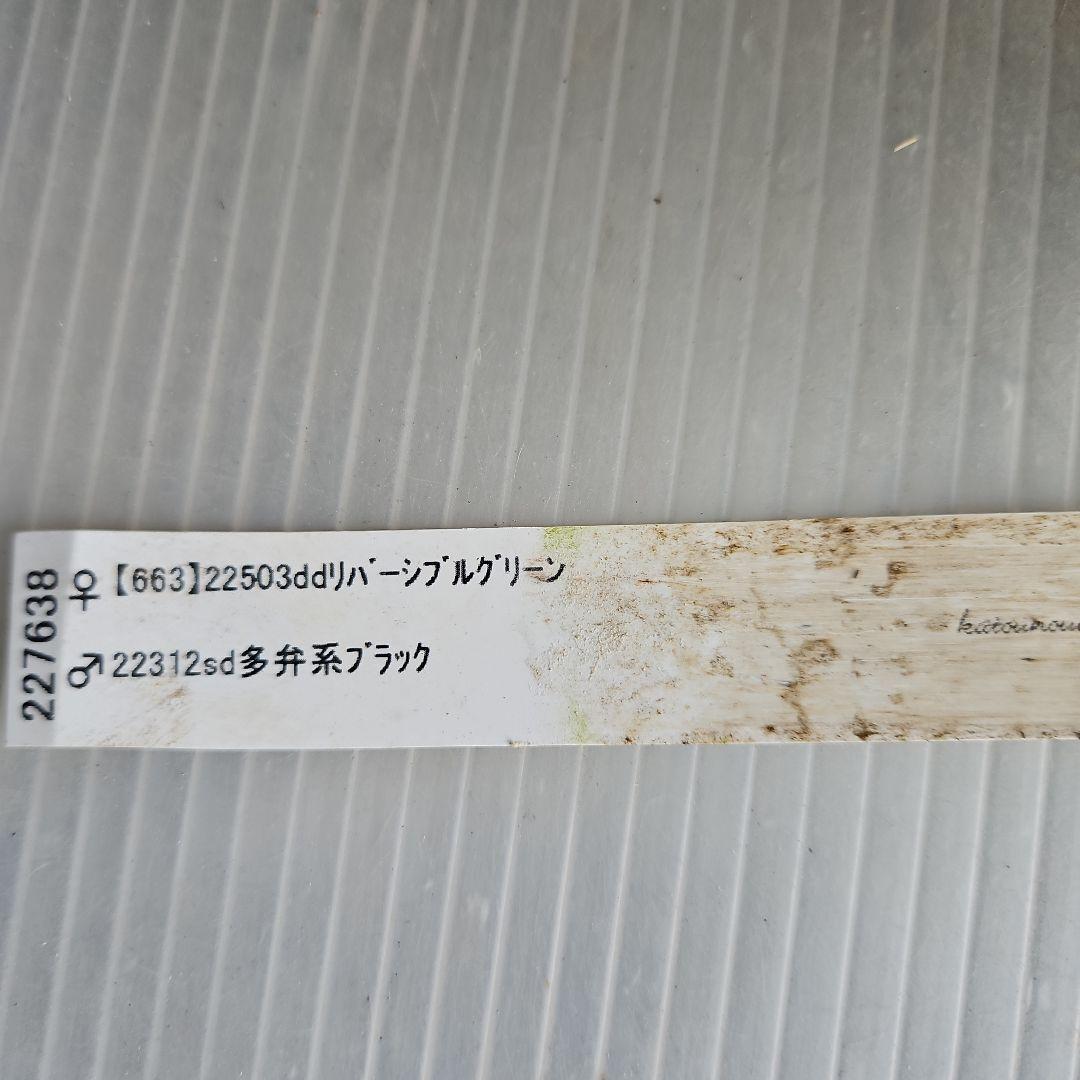㉖-583クリスマスローズ