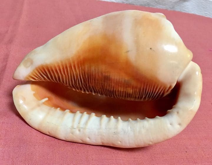 貴重❗️美品❗️カメオの置物