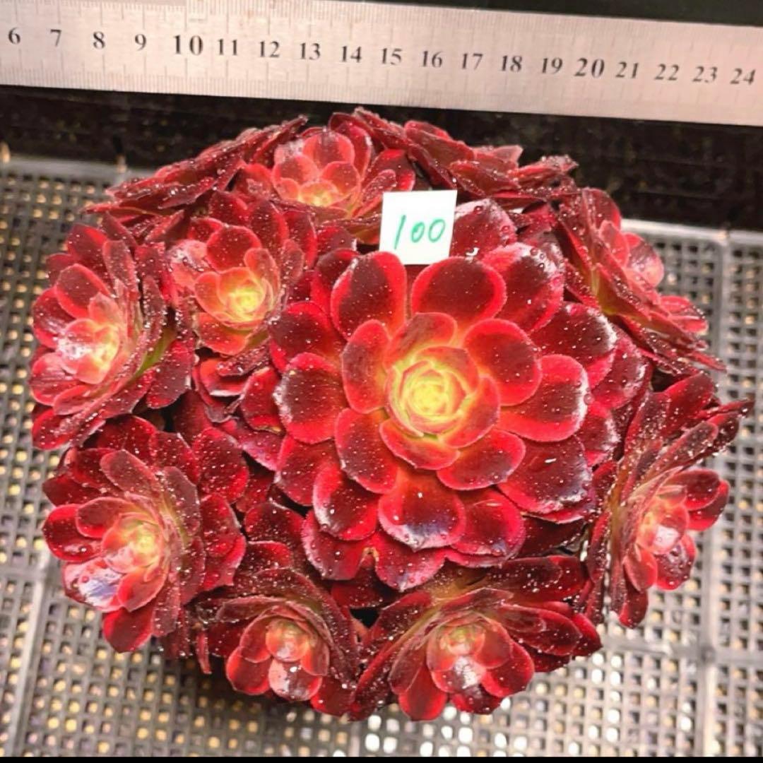 100#多肉植物アエオニウム錦❤️ アンナ ❤️11頭17cm拔き苗