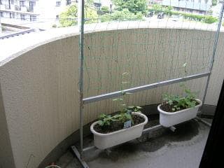 朝顔すだれ　　みどりのカーテン