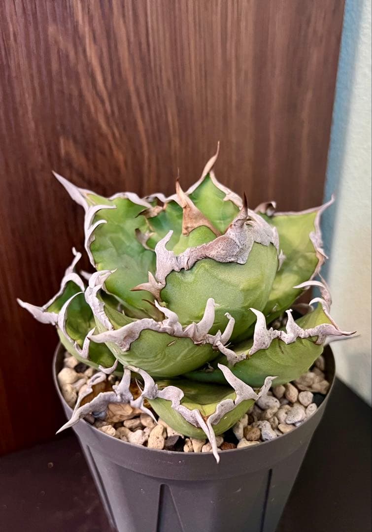 アガベ チタノタ シーザー 2 Agave 悪魔 ブツブツ