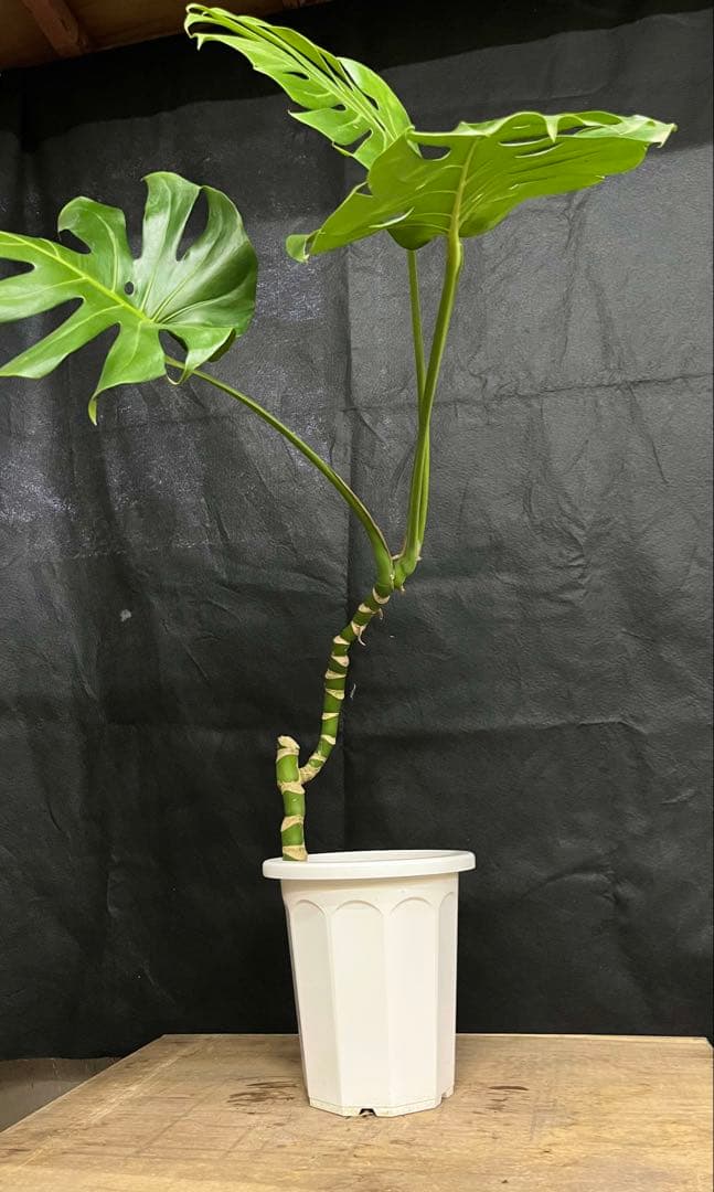 幹上がり　幹立　モンステラ　デリシオーサ　3枚葉　オシャレ　インテリア　観葉植物