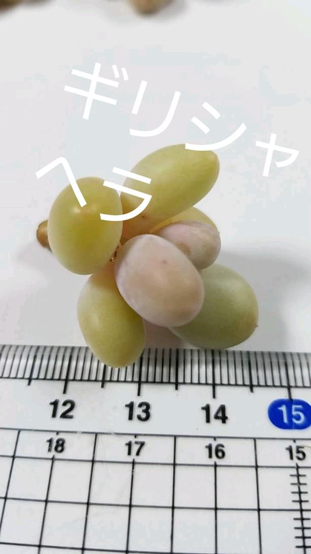 Mayu様　確認( ゜∀゜)つ　多肉植物