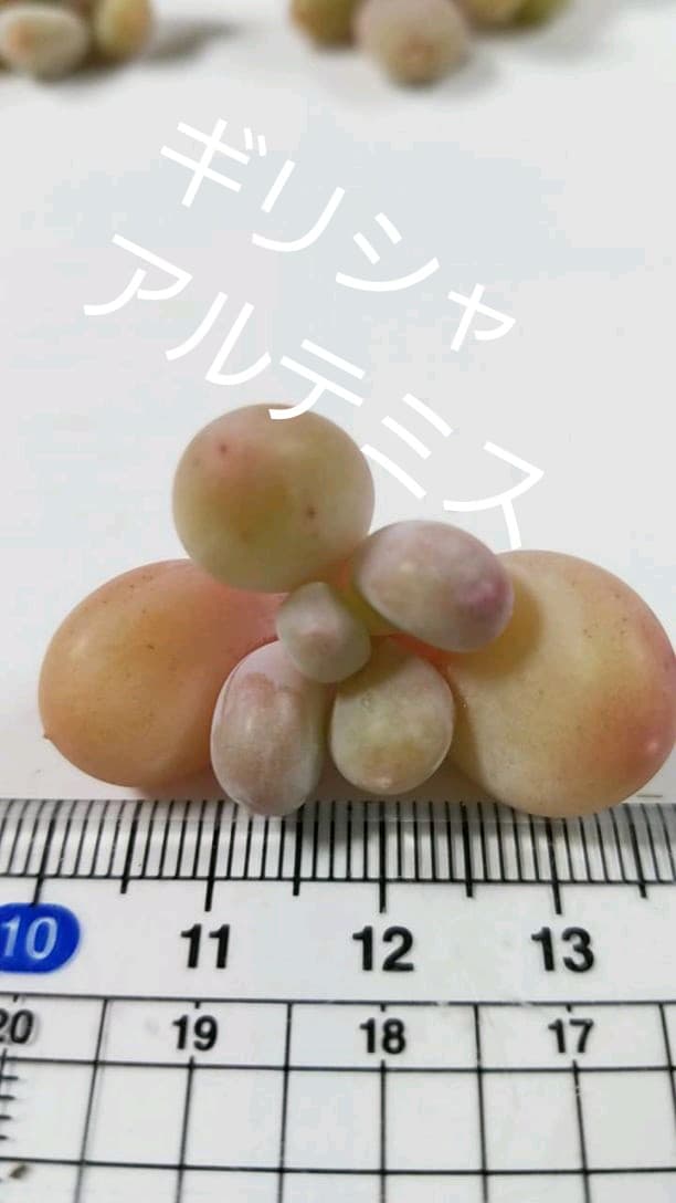 Mayu様　確認( ゜∀゜)つ　多肉植物
