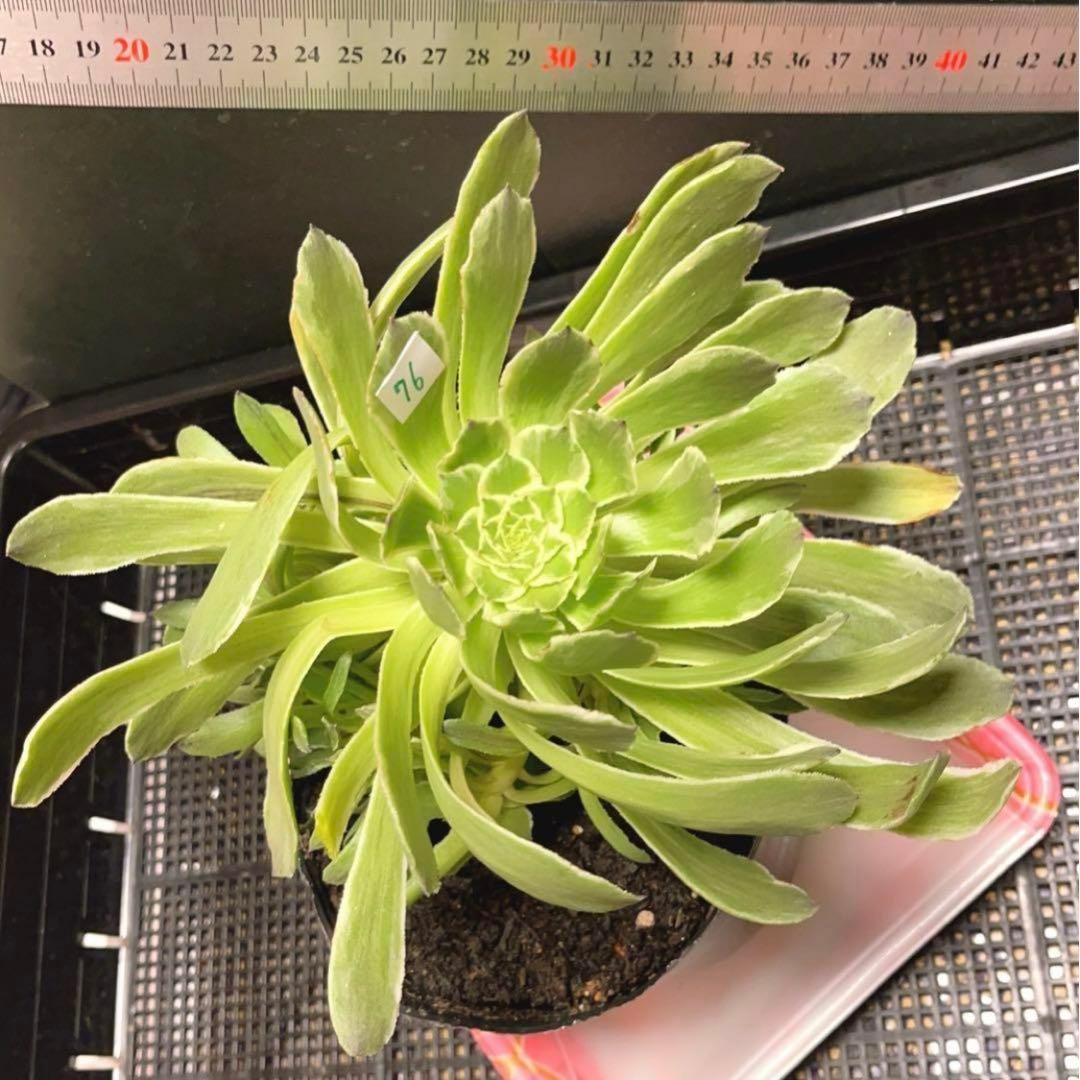 76#多肉植物❤️アエオニウム錦❤️青い波❤️1大頭8小頭24cm拔き苗