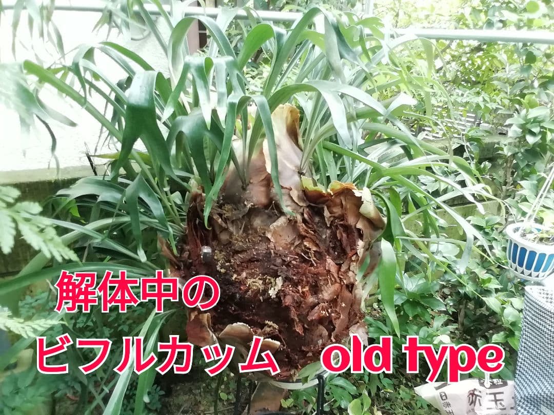 ビフルカッムcv.オールド　手をかけなくても格好良く成長します