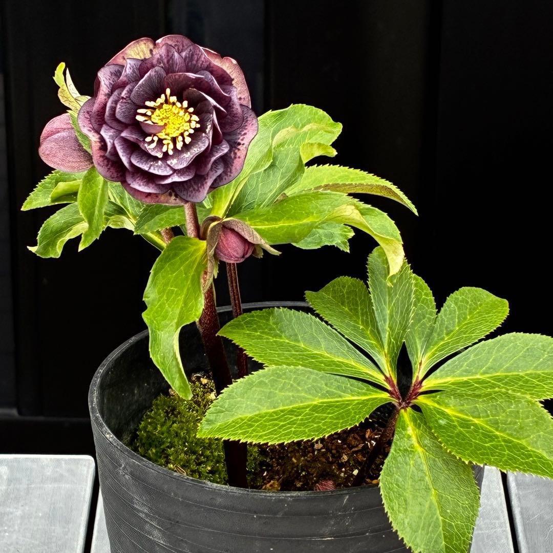 ヒ*イ様 3595☘️蕾花付き☘️⭐️スモーキーダーク⭐️ブロッチ⭐️ベイン⭐️