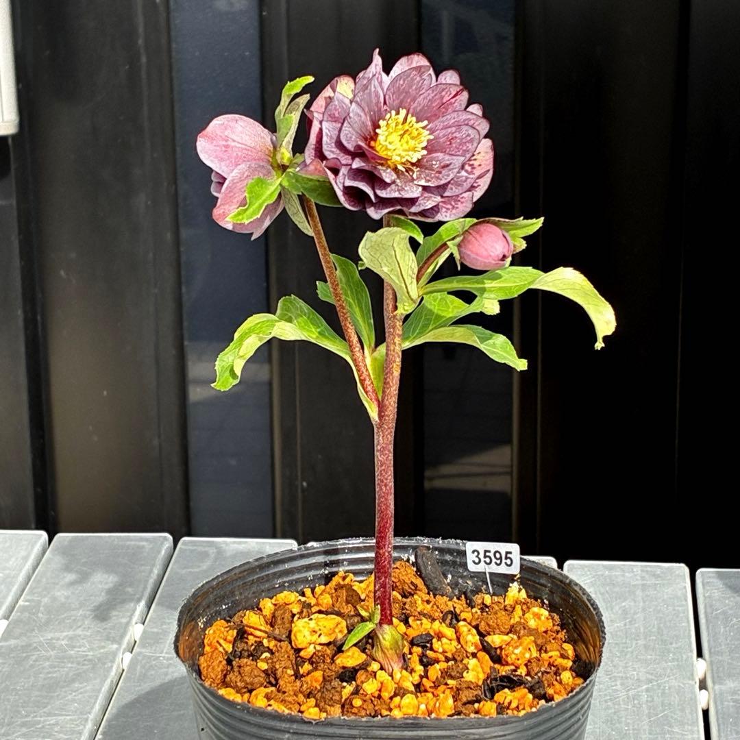 ヒ*イ様 3595☘️蕾花付き☘️⭐️スモーキーダーク⭐️ブロッチ⭐️ベイン⭐️