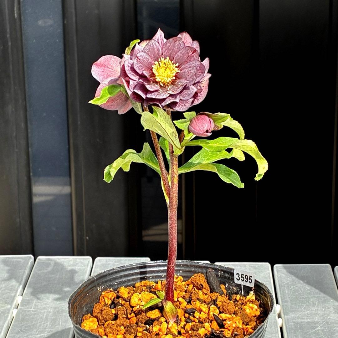 ヒ*イ様 3595☘️蕾花付き☘️⭐️スモーキーダーク⭐️ブロッチ⭐️ベイン⭐️