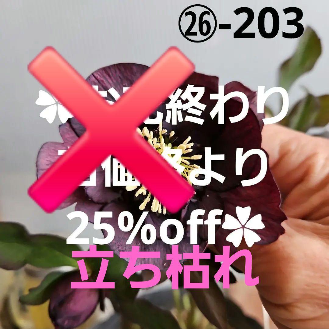 ㉖-203クリスマスローズ