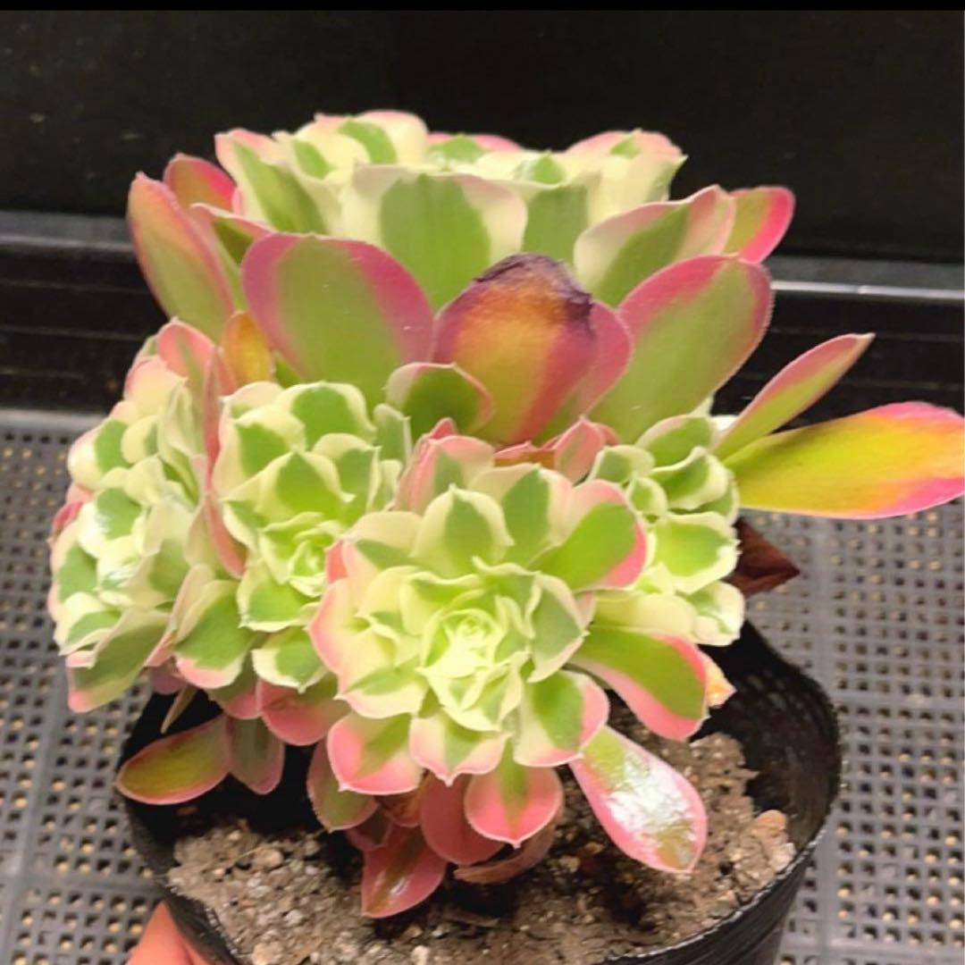 96#多肉植物アエオニウム錦❤️リバーストーン❤️ 1大頭10小頭18cm 鉢土付き