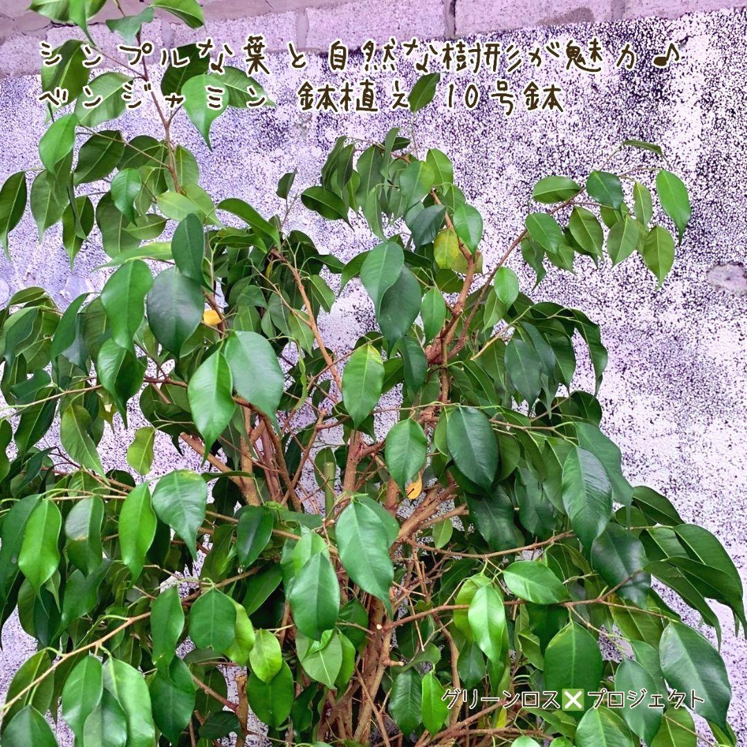 【B級品/大型観葉植物】シンプルな葉姿が魅力♪ベンジャミン鉢植え 10号鉢 大型
