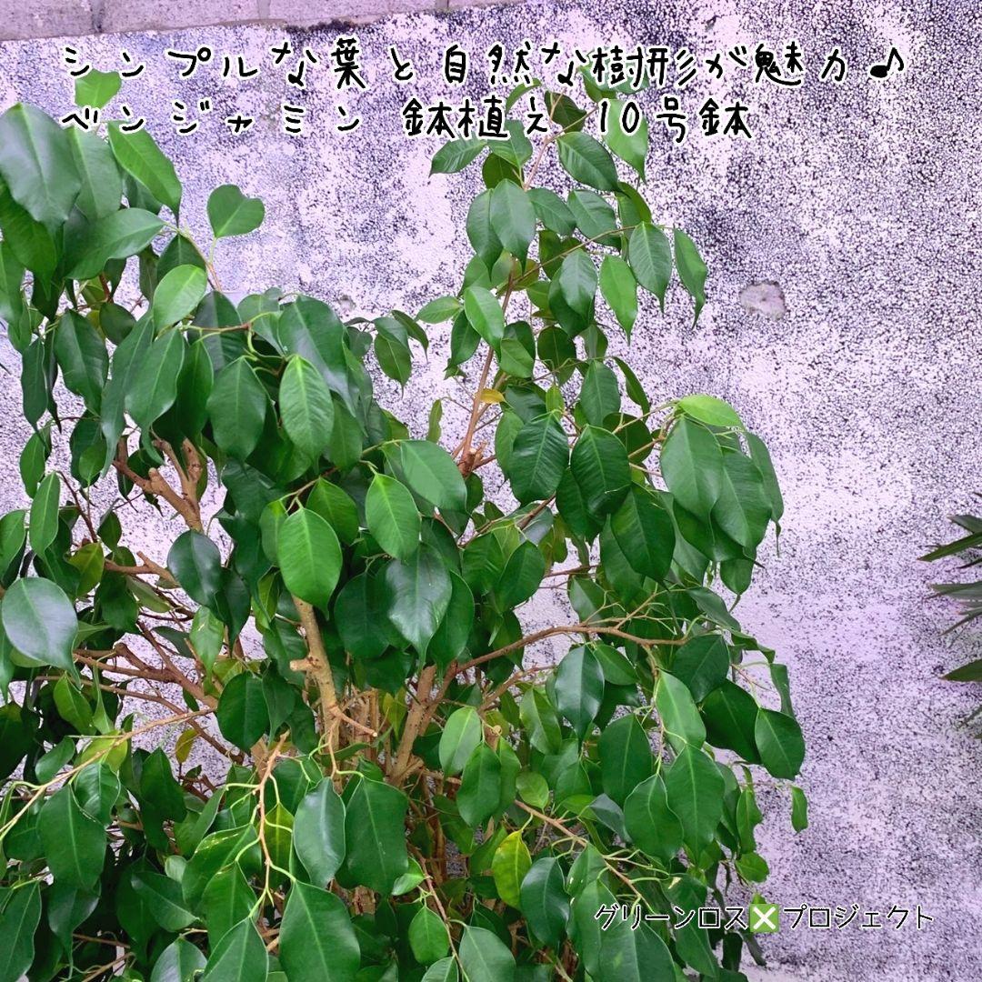 【B級品/大型観葉植物】シンプルな葉姿が魅力♪ベンジャミン鉢植え 10号鉢 大型