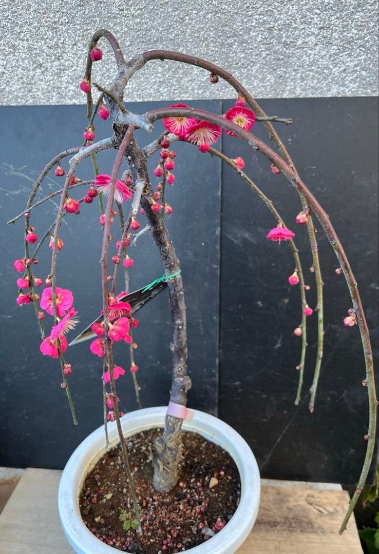 枝垂れ梅（しだれうめ）赤　八重 香り開花し始め　形の良い枝 盆栽　蕾有り 宅急便