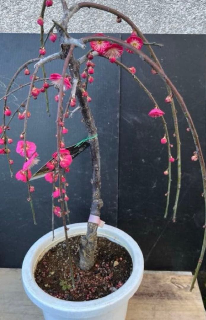 枝垂れ梅（しだれうめ）赤　八重 香り開花し始め　形の良い枝 盆栽　蕾有り 宅急便