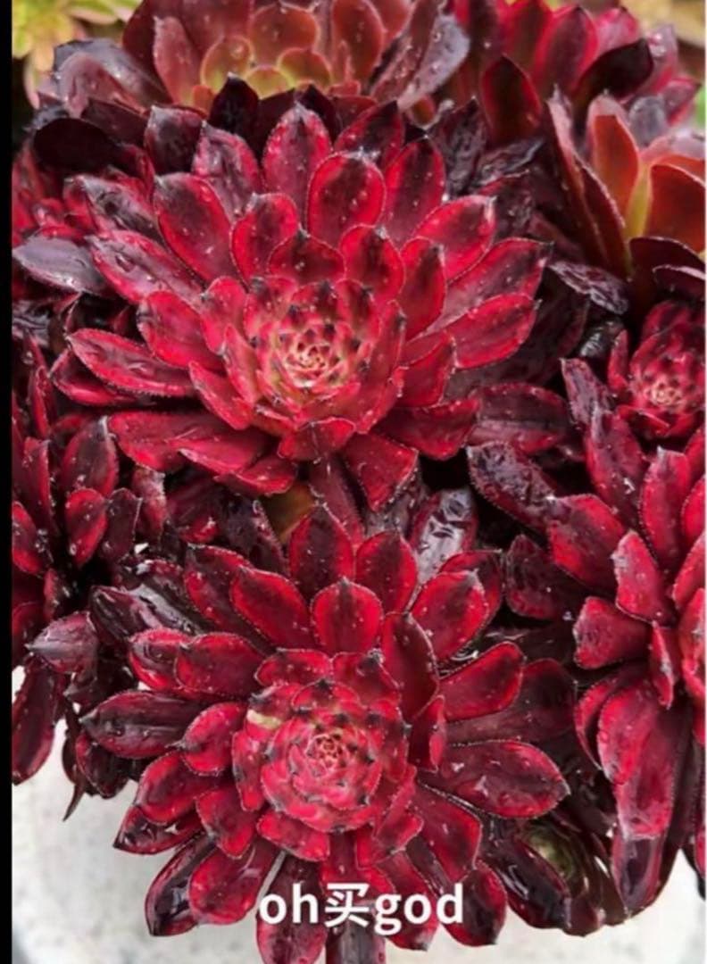 多肉植物アエオニウム錦❤️紫霞❤️状態図