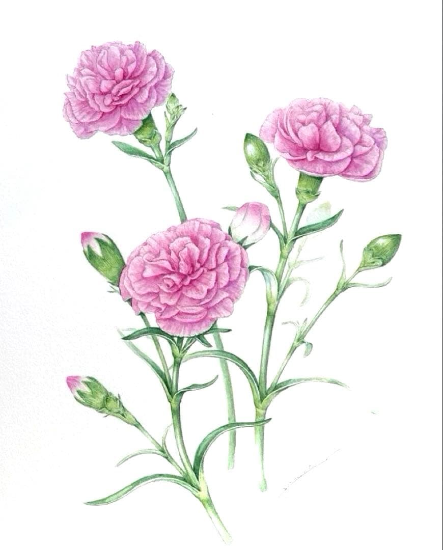 カーネーション　水彩画　原画
