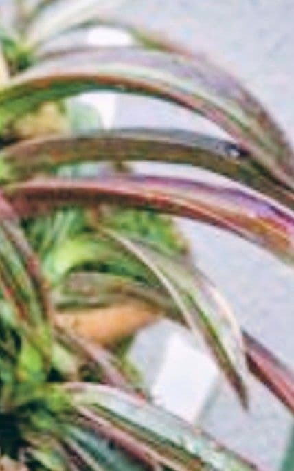 風蘭、富貴蘭、長生蘭