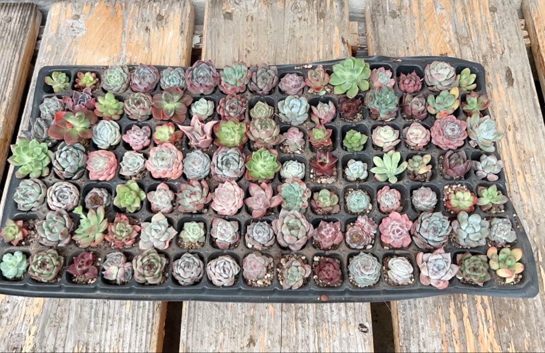多肉植物　エケベリア　105個！ カット苗
