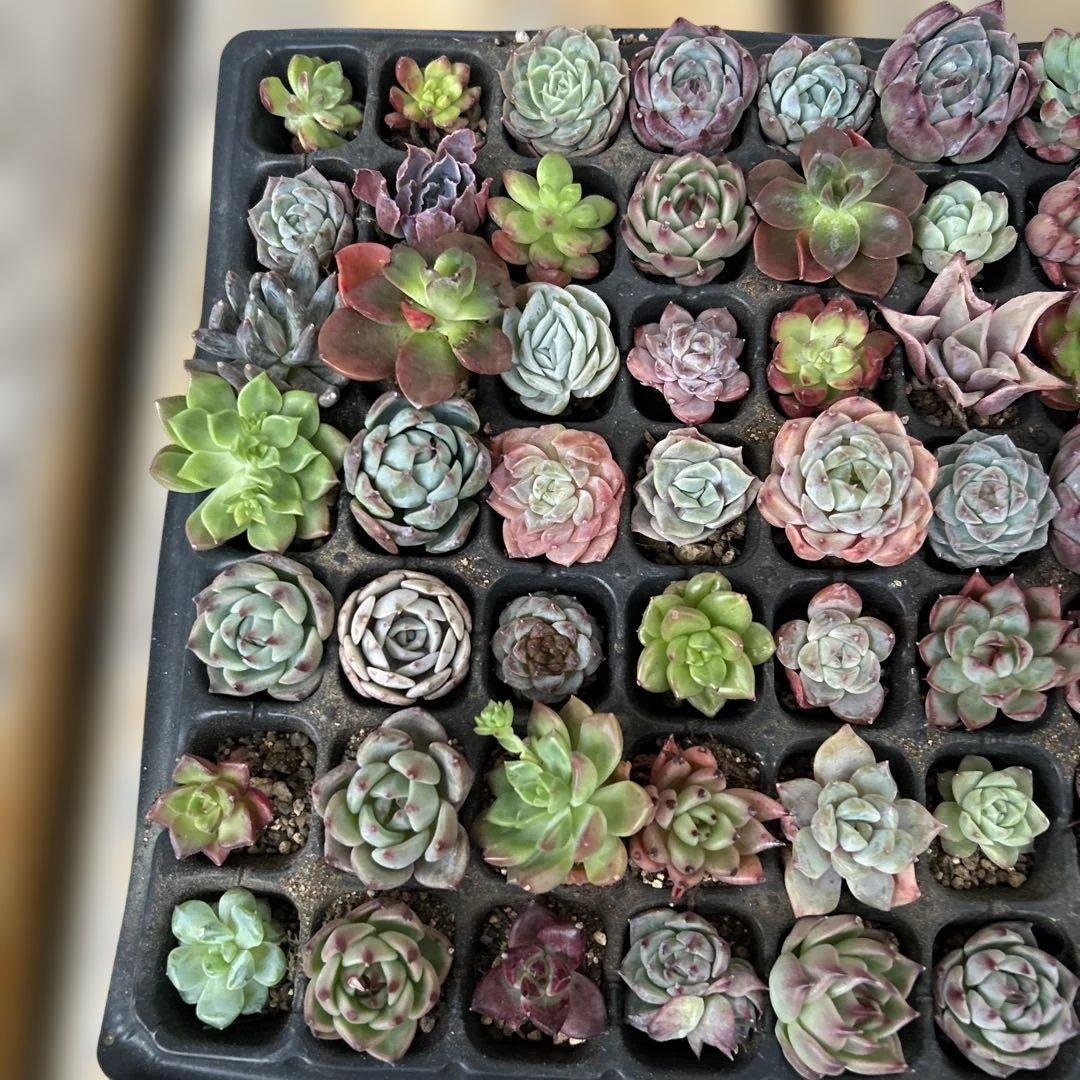 多肉植物　エケベリア　105個！ カット苗