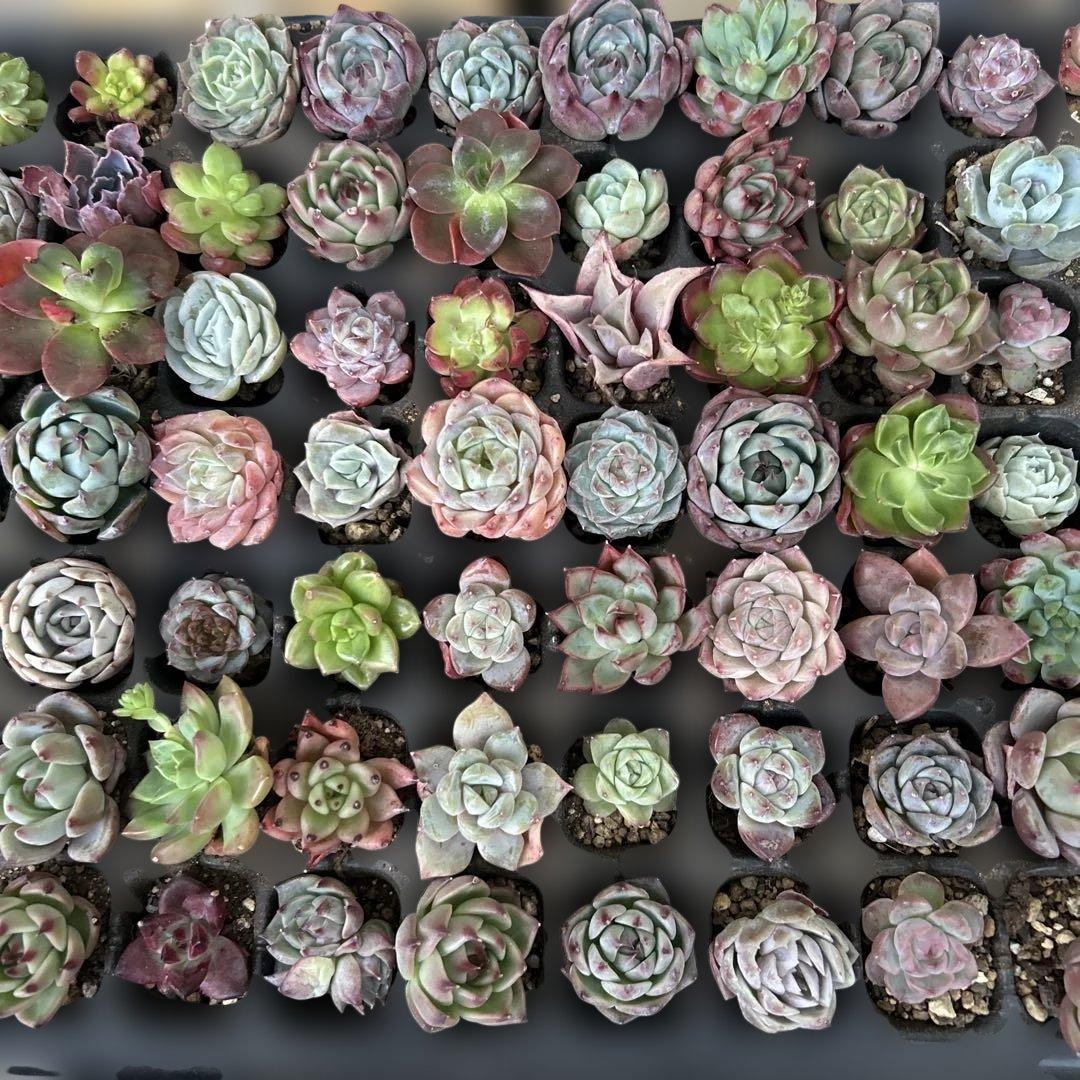 多肉植物　エケベリア　105個！ カット苗