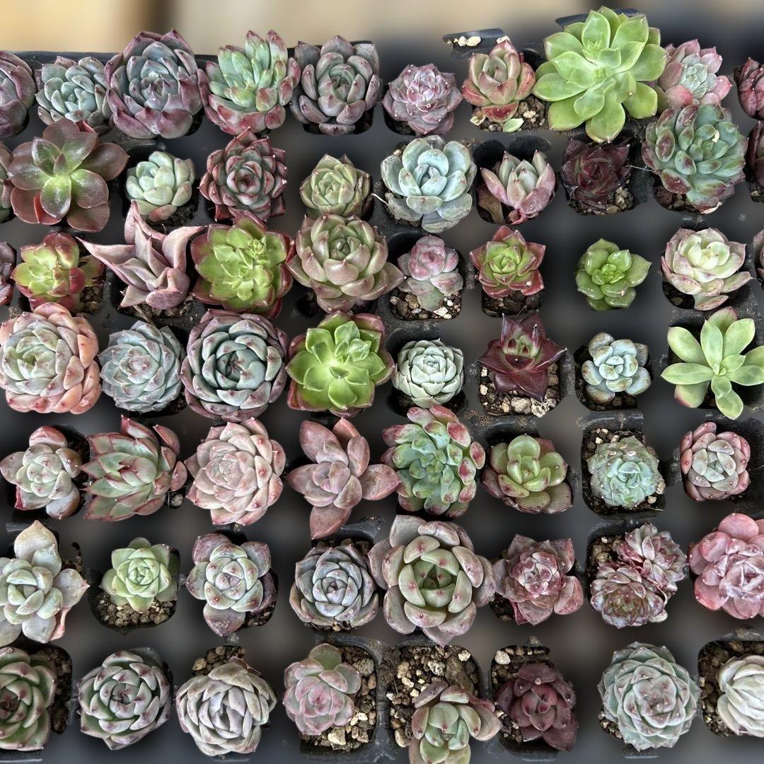 多肉植物　エケベリア　105個！ カット苗