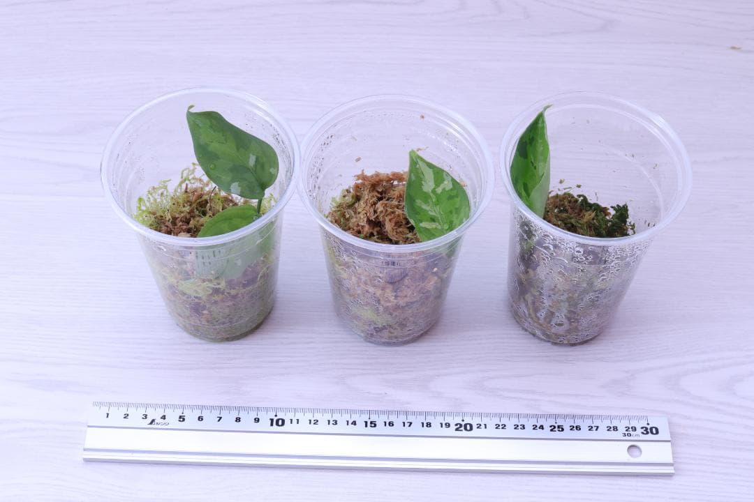 【子株３つ】 アグラオネマ ピクタム アンダマン ポートブレア北部地域産