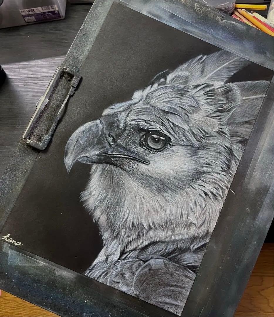 オウギワシ（ハーピーイーグル）　色鉛筆画