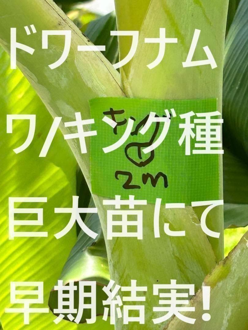糖度の鬼◆130㎝◆スーパー・ドワーフ＝キングナムワ◆耐寒強、バナナ苗。関東露地