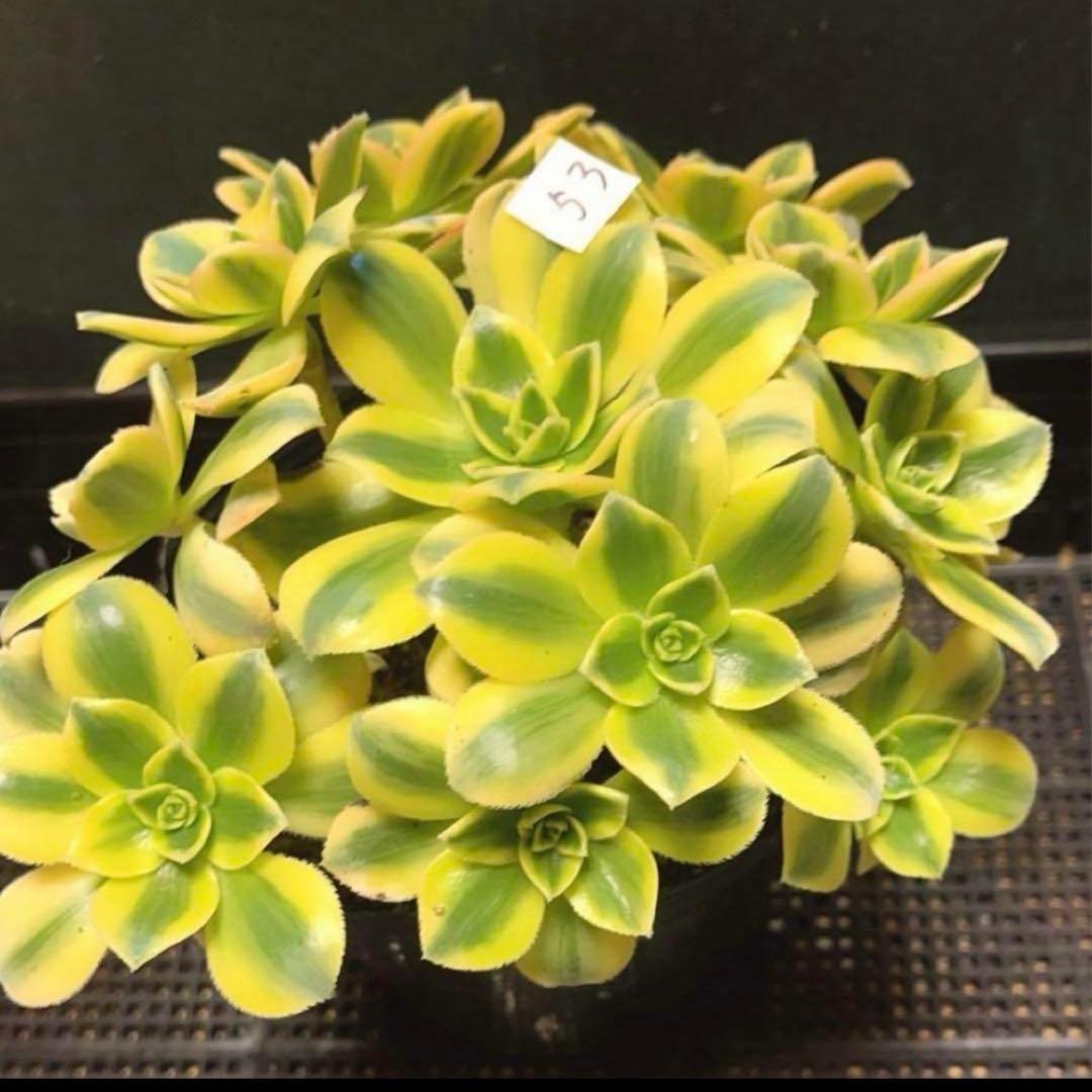 53#多肉植物ア工オニウム錦❤️スタ一バ一スト❤️12大頭 22cm拔き苗