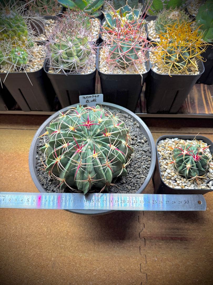 フェロカクタス　赤城（あかぎ）　サボテン　大株　小株セット