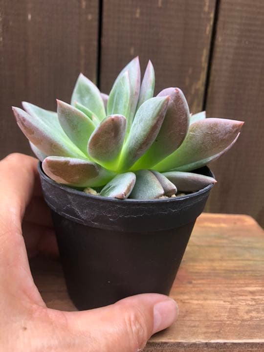 専用ページです(^○^)