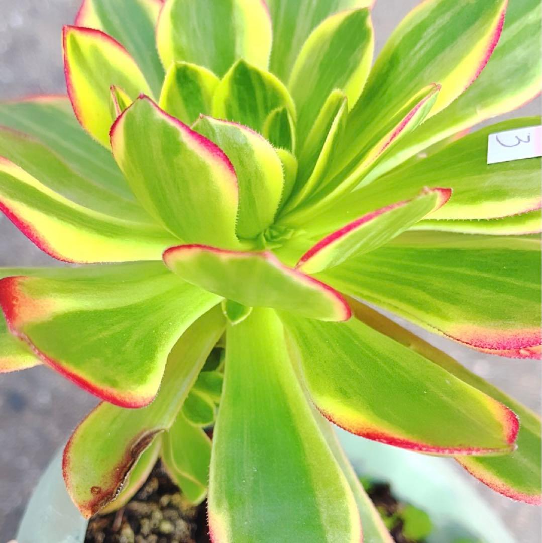 3#多肉植物アエオニウム錦❤️ハロウィン黄錦❤️ 1頭3-4子芽12-14cm拨き苗