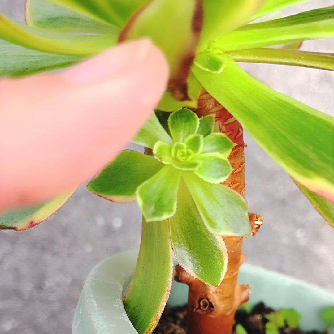 3#多肉植物アエオニウム錦❤️ハロウィン黄錦❤️ 1頭3-4子芽12-14cm拨き苗