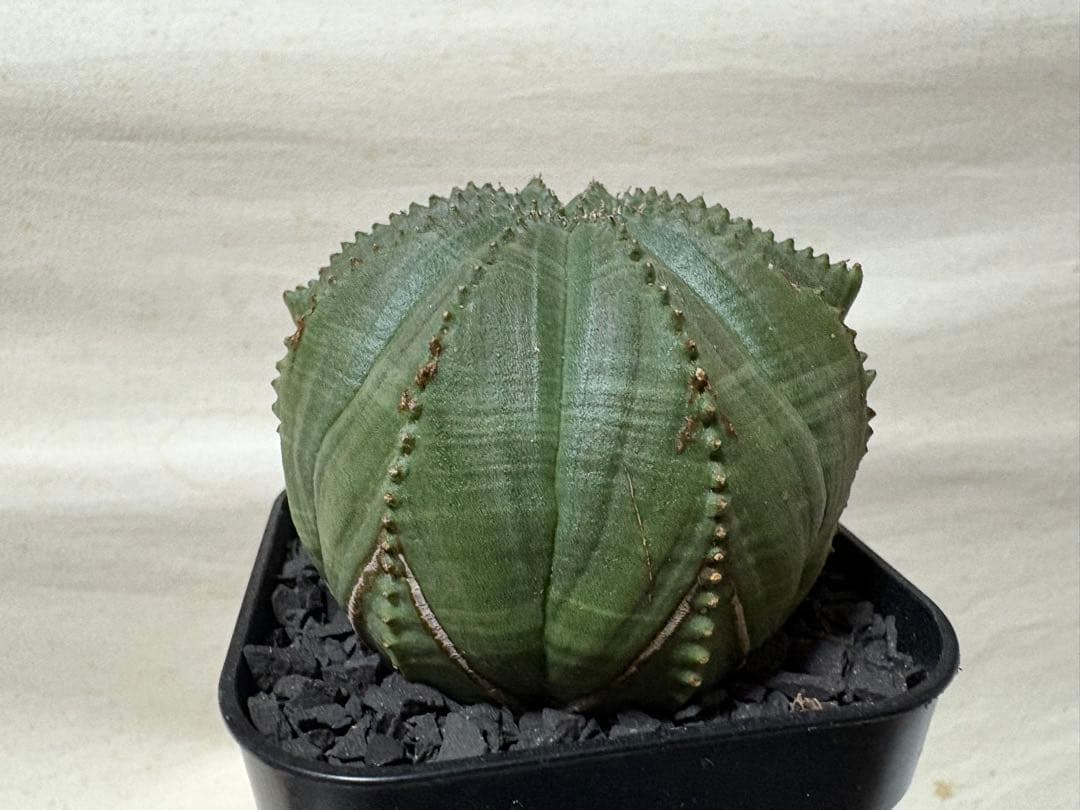 オベサ　多稜　7.5cm幅