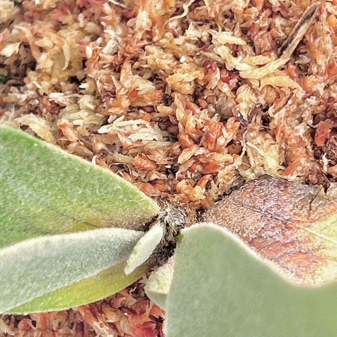 P. willinckii Jewel Sporeling【V07】