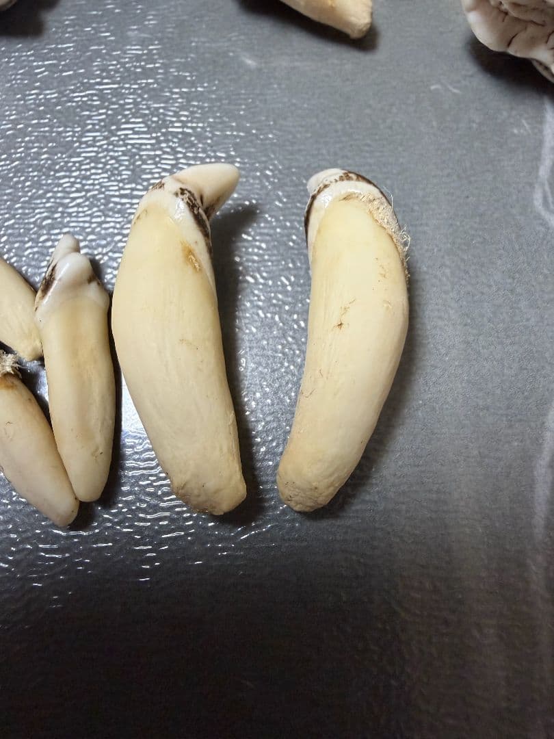 熊の牙 熊歯