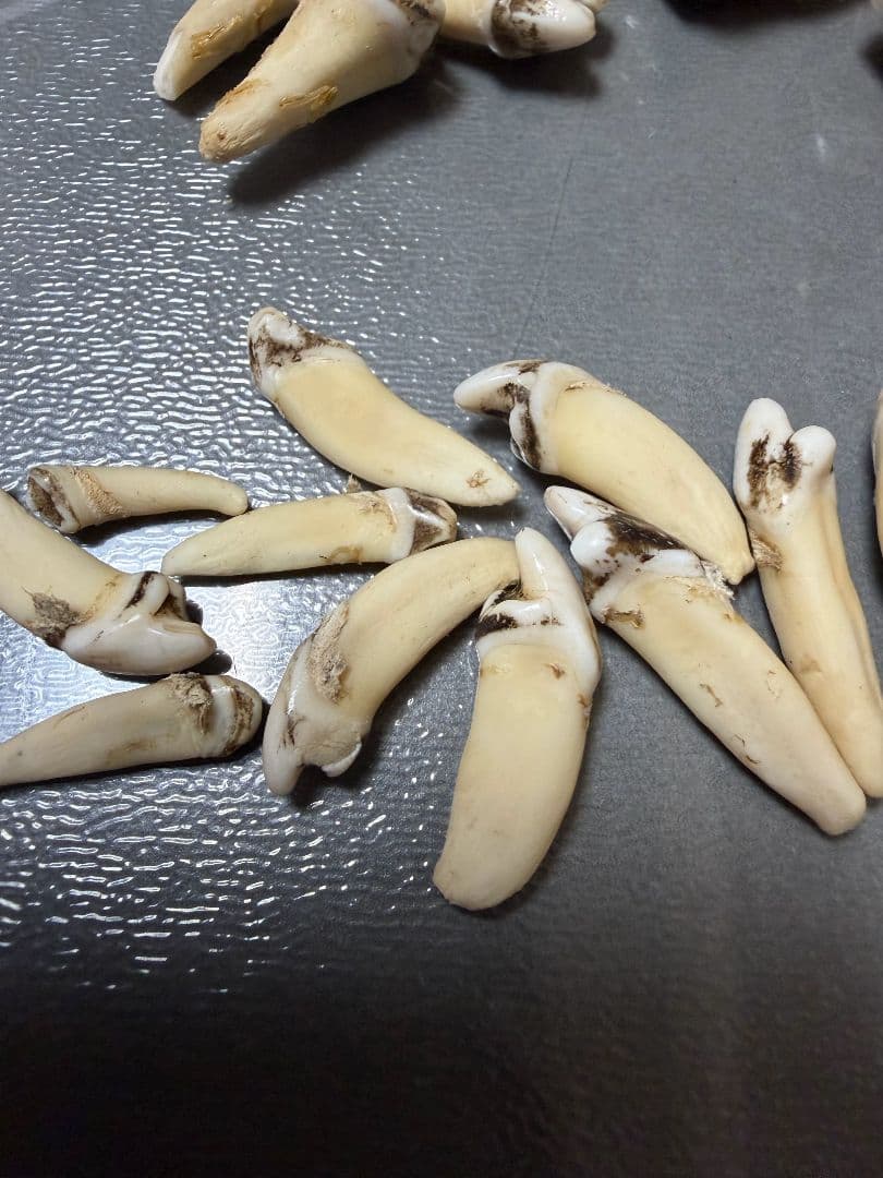 熊の牙 熊歯