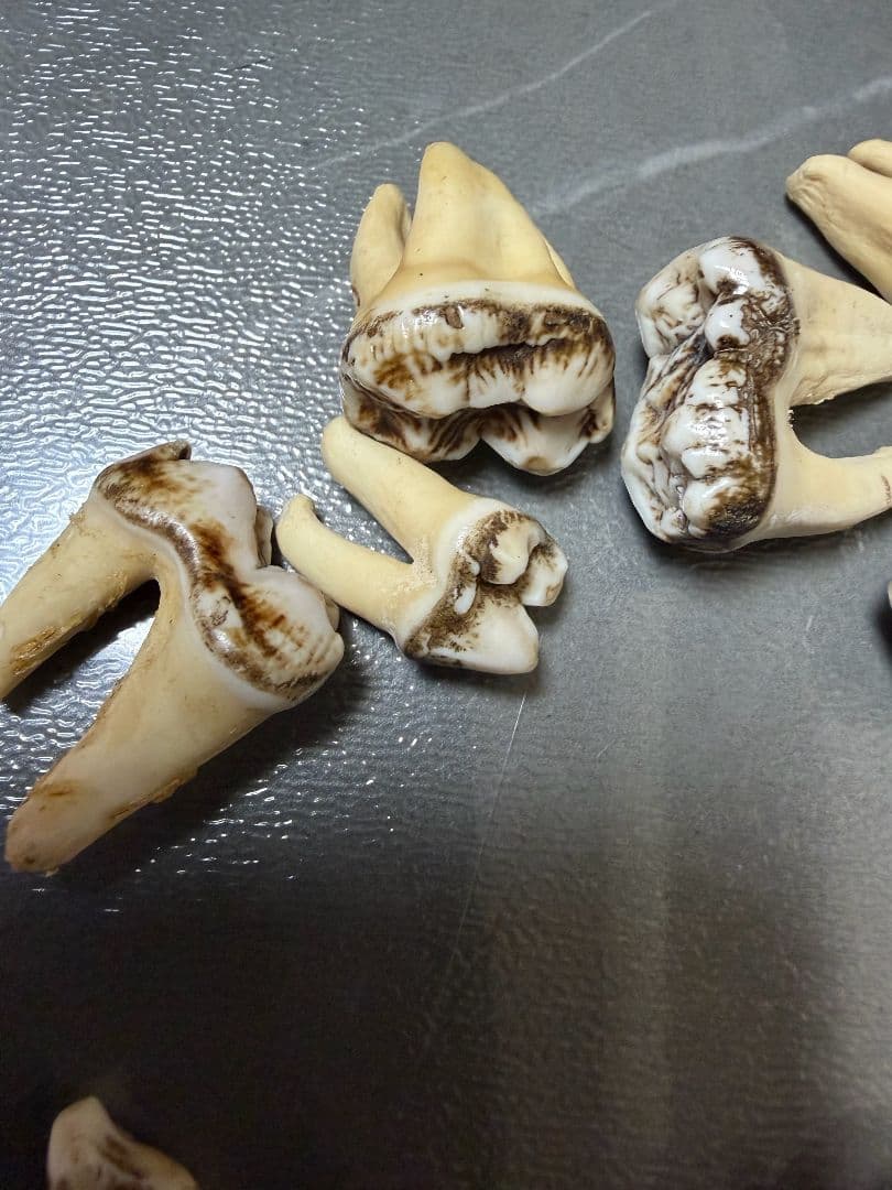熊の牙 熊歯