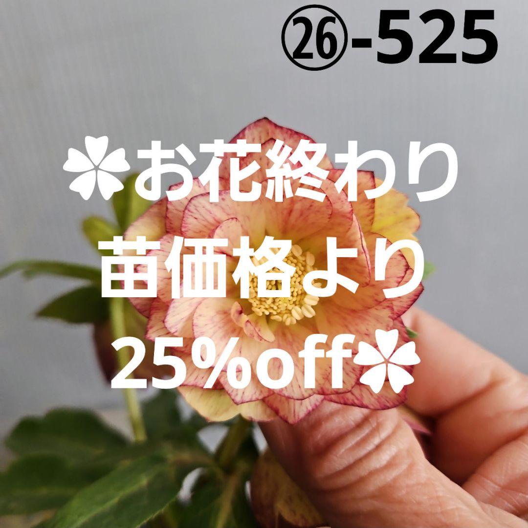 ㉖-525クリスマスローズ